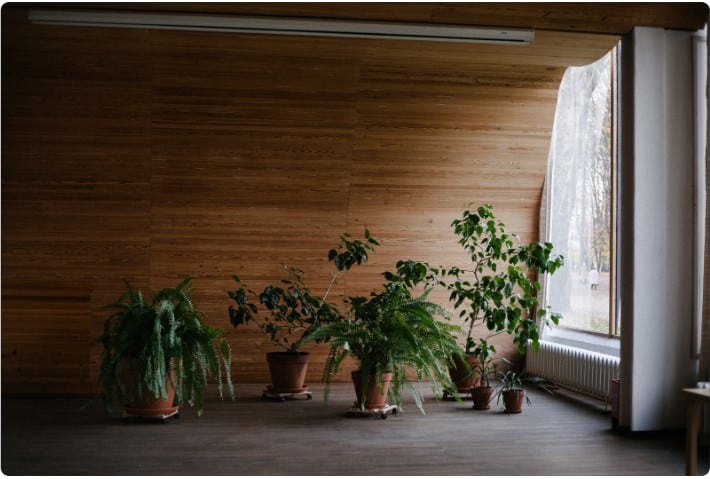 Decorando com plantas: como criar ambientes vivos e saudáveis?