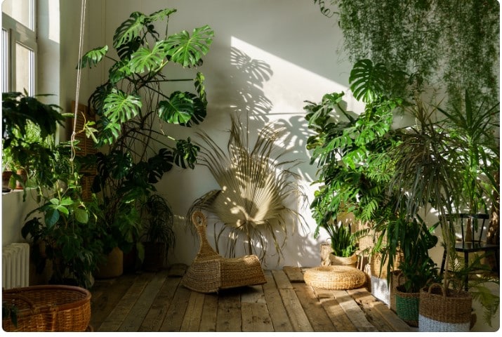 Decorando com plantas: como criar ambientes vivos e saudáveis?