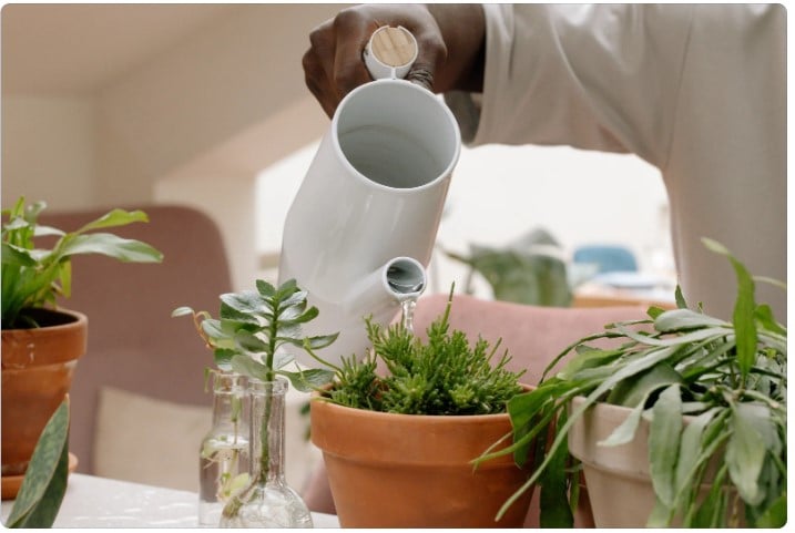 Decorando com plantas: como criar ambientes vivos e saudáveis?