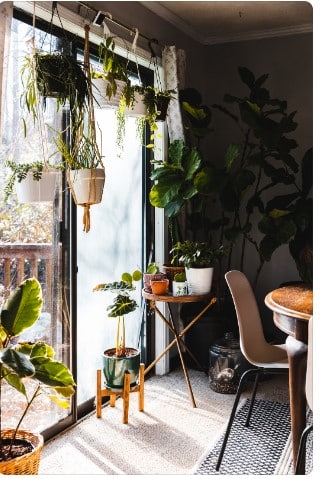 Decorando com plantas: como criar ambientes vivos e saudáveis?