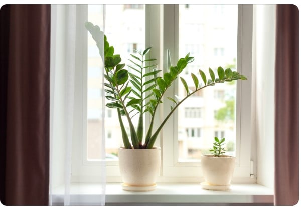 Decoração com plantas: Espécies ideais para ambientes internos.