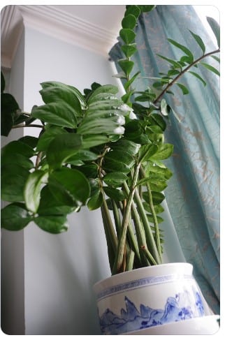 Decoração com plantas: Espécies ideais para ambientes internos.