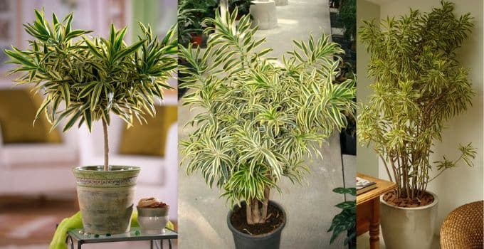 Decoração com plantas: Espécies ideais para ambientes internos.