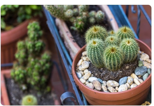 Decoração com plantas: Espécies ideais para ambientes internos.