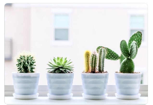 Decoração com plantas: Espécies ideais para ambientes internos.