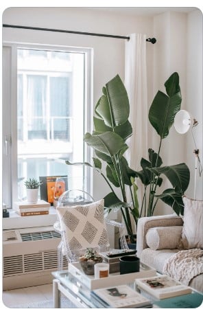 Decoração com plantas: Espécies ideais para ambientes internos.