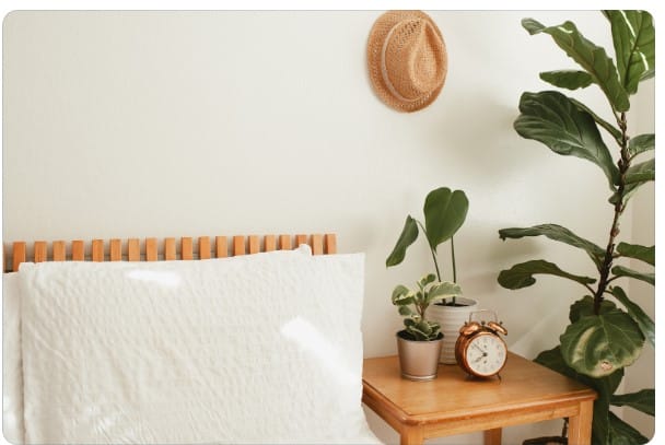 Decoração com plantas: Espécies ideais para ambientes internos.