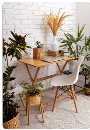 Decoração com plantas: Espécies ideais para ambientes internos.