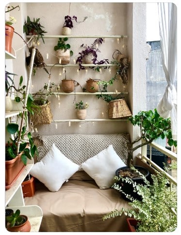 Decoração com plantas: Espécies ideais para ambientes internos.