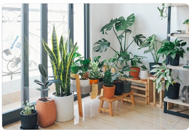 Decoração com plantas: Espécies ideais para ambientes internos.