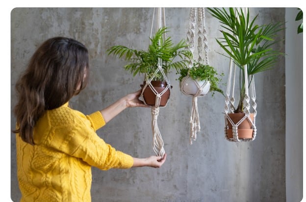 Decoração com plantas: Espécies ideais para ambientes internos.