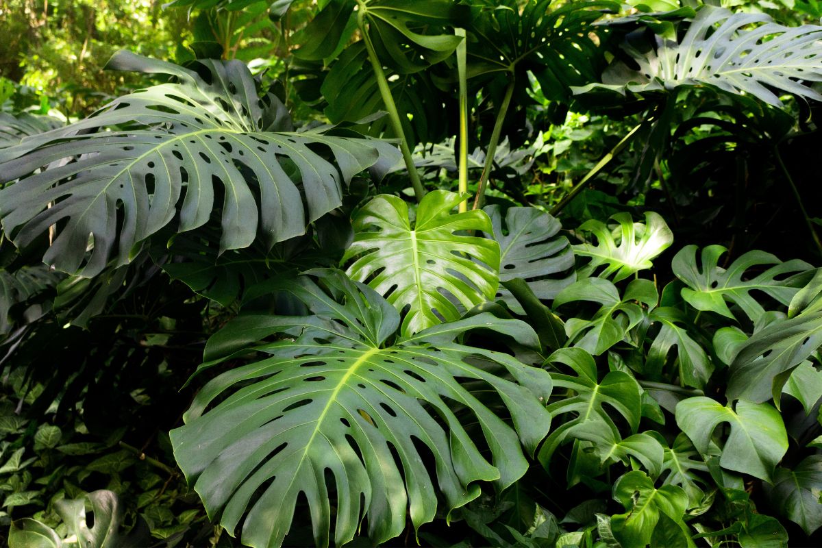 Dicas De Cultivo Para A Costela De Adão: Cuide Bem Da Sua Planta.