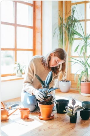 Quais as desvantagens das plantas ideais para ambientes internos? Plantas Ideais para Ambientes Internos.