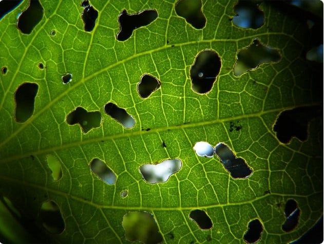 Quais as desvantagens das plantas ideais para ambientes internos? Plantas Ideais para Ambientes Internos.