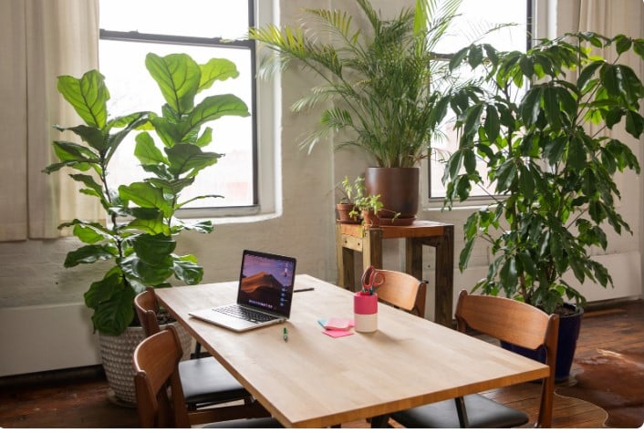 Plantas Ideais para Ambientes Internos. 3 Plantas Ideais para Ambientes Internos.