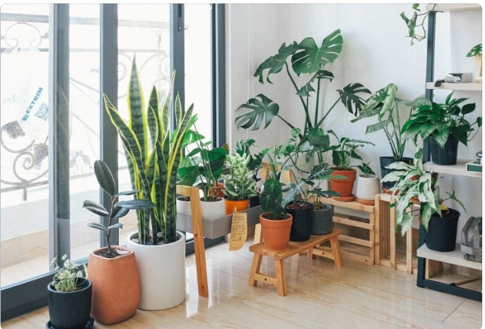 Descubra 5 plantas para decoração de interiores em 2023!