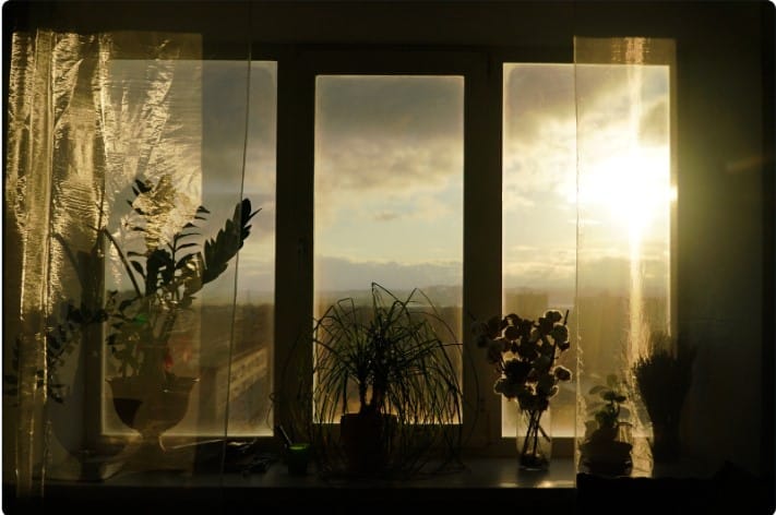 Quais são os benefícios de ter plantas em ambientes internos? Plantas Ideais para Ambientes Internos.