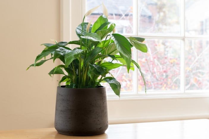 Quais são as melhores plantas para ambientes internos com pouca luz? Plantas Ideais para Ambientes Internos.