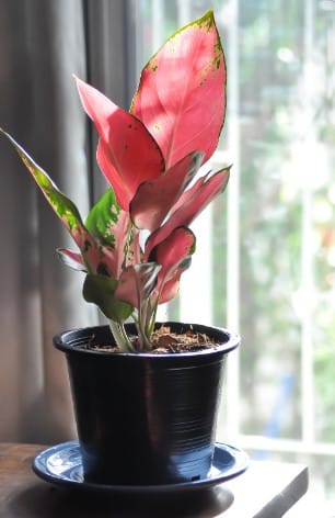 Quais são as melhores plantas para ambientes internos com pouca luz? Plantas Ideais para Ambientes Internos.