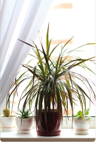 Quais são as melhores plantas para ambientes internos com pouca luz? Plantas Ideais para Ambientes Internos.