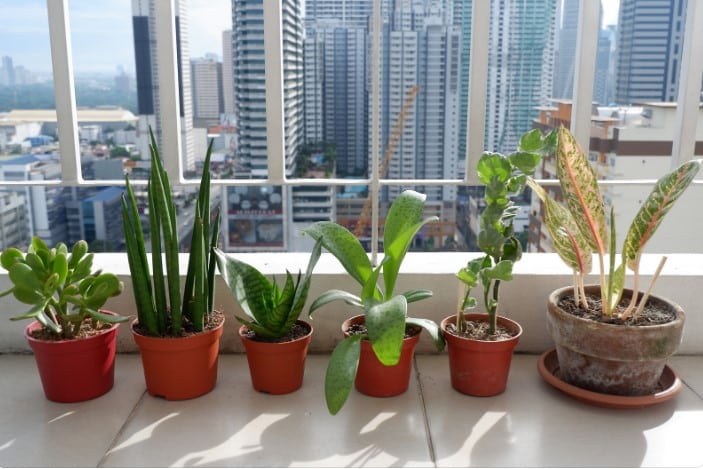 Quais são as melhores plantas para ambientes internos com pouca luz? Plantas Ideais para Ambientes Internos.