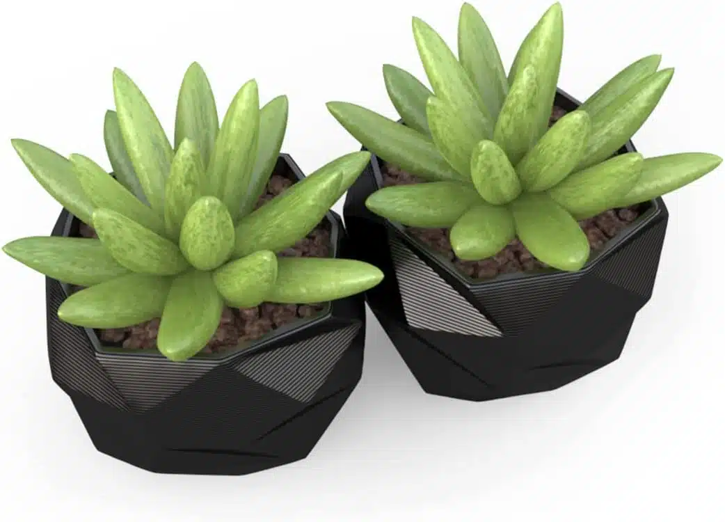 Suculentas em vasos pequenos decorativos Duas pequenas suculentas em vasos pretos geométricos