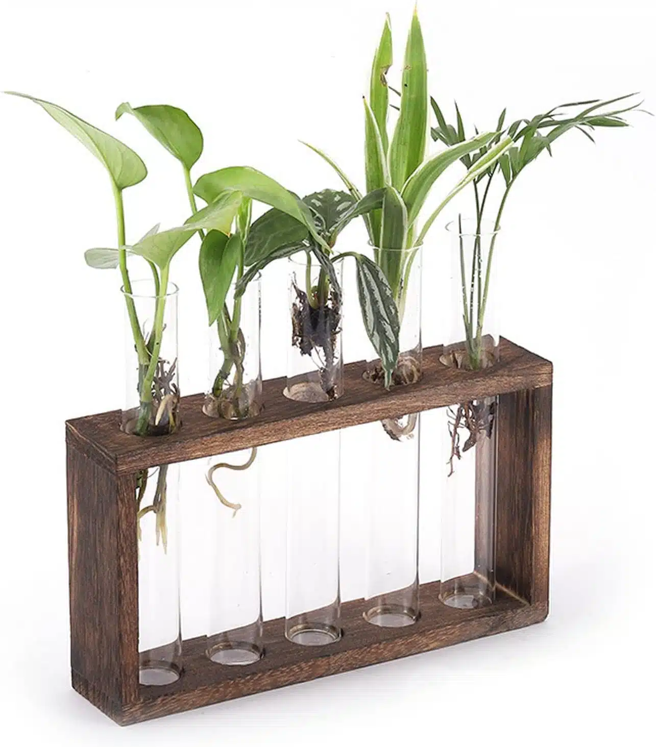 Propagação de plantas na água em recipientes de vidro Mudas de plantas enraizando em tubos de vidro apoiados em suporte de madeira