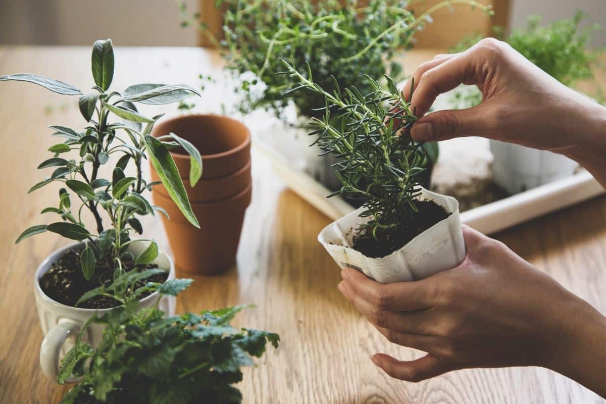 Horta em Apartamento: Como Cultivar Plantas em Espaços Pequenos!