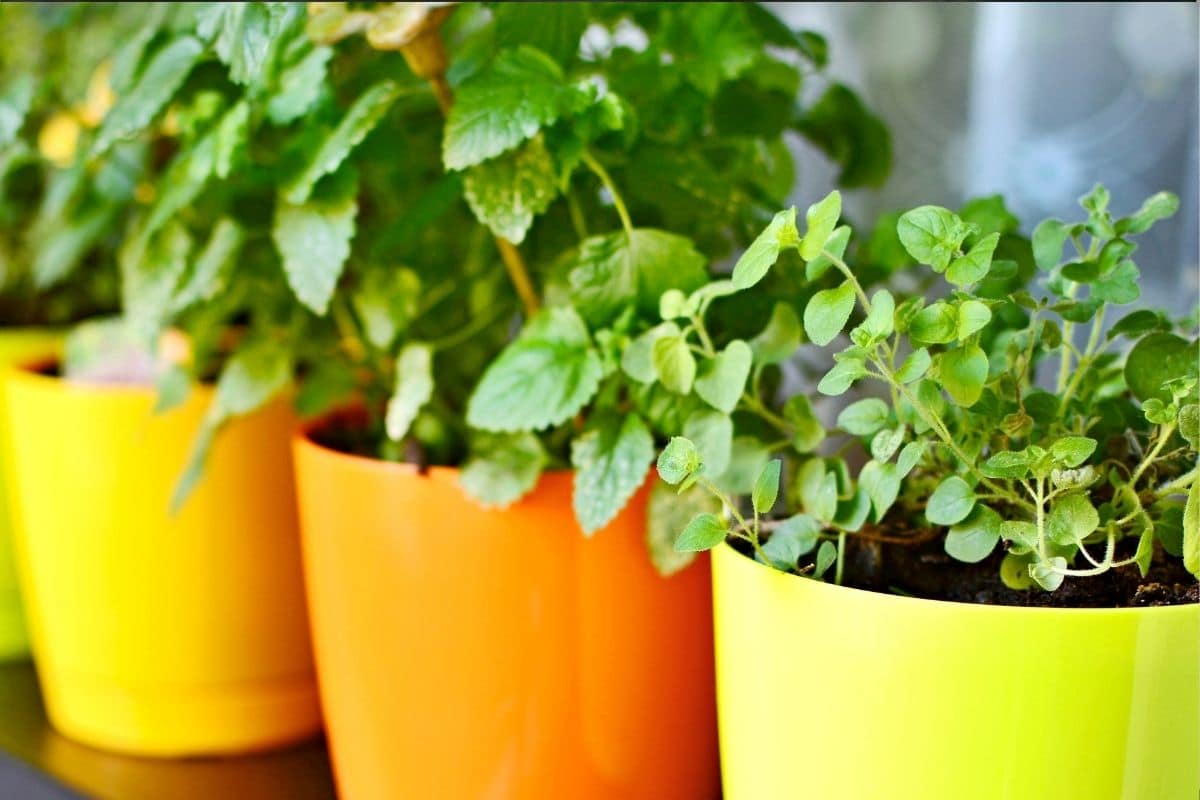 Vasos de Plantas - Uma Combinação de Beleza e Função na Cozinha!