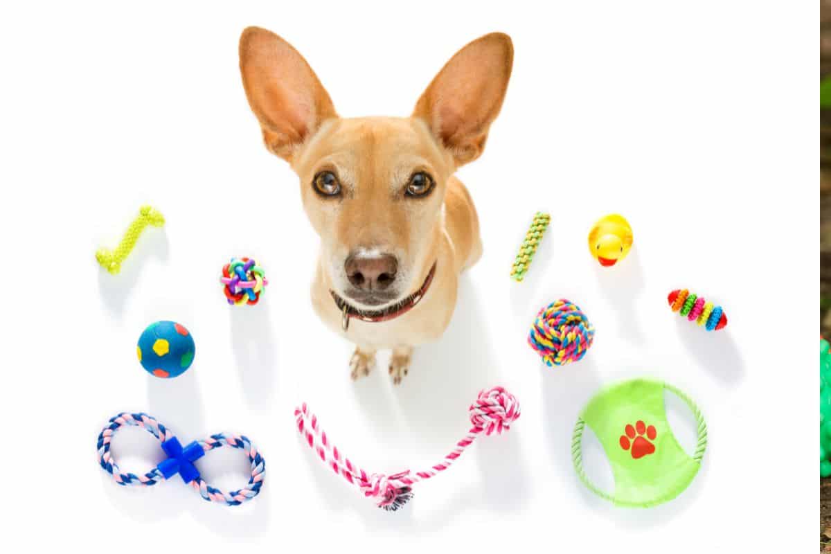 Como Fazer um Brinquedo Interativo para Cães com DIY