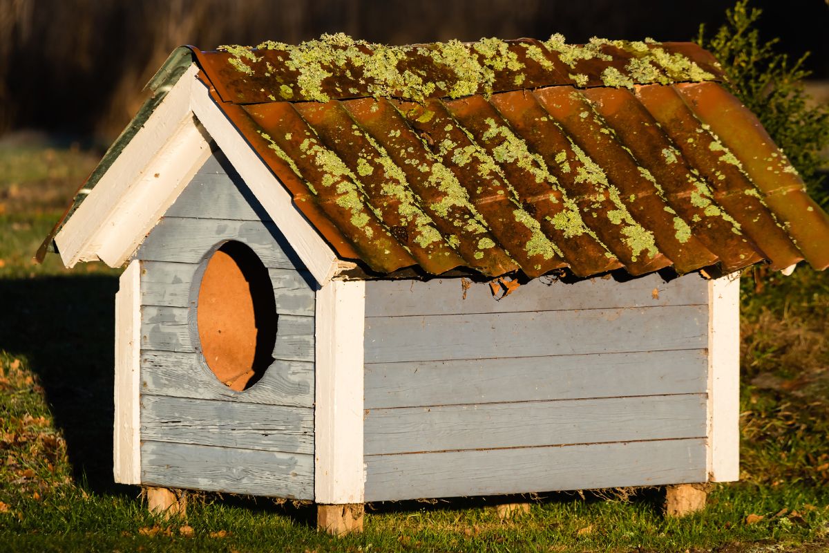 Como Construir uma Casinha de Cachorro