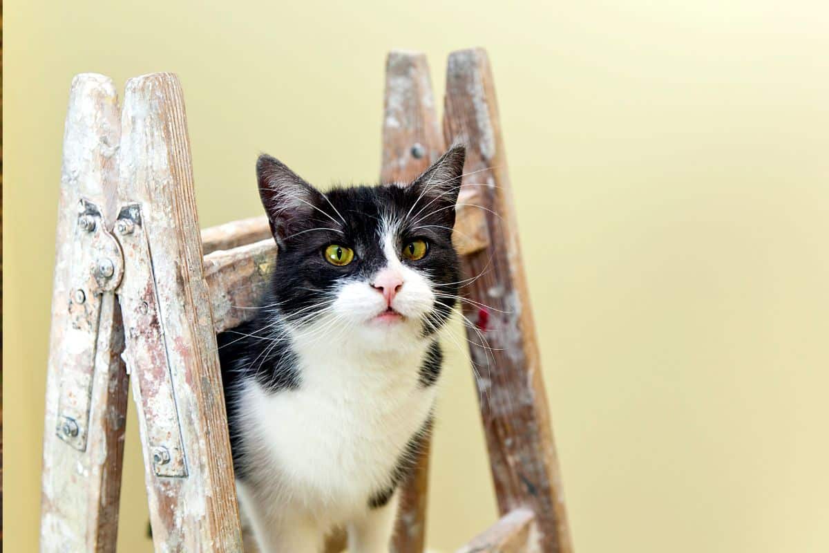 DIY: Como Fazer uma Escada para Gatos?