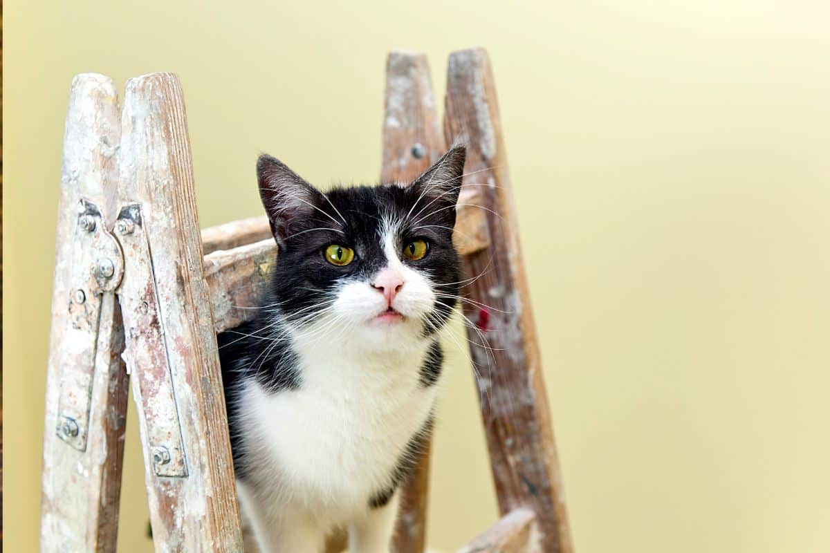 DIY: Como Fazer uma Escada para Gatos? 6 DIY: Como Fazer uma Escada para Gatos?