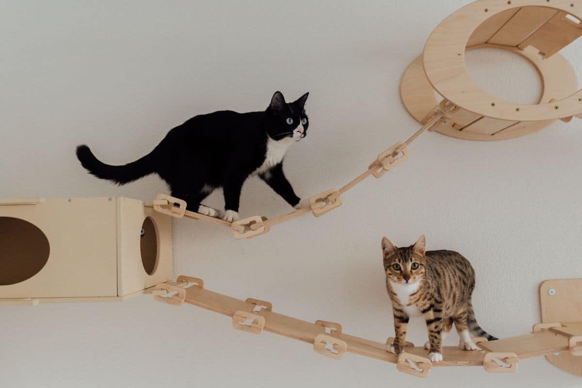 Decoração Sustentável: Como Reciclar Objetos para o Uso do seu Pet 4 DIY: Como Fazer uma Escada para Gatos?