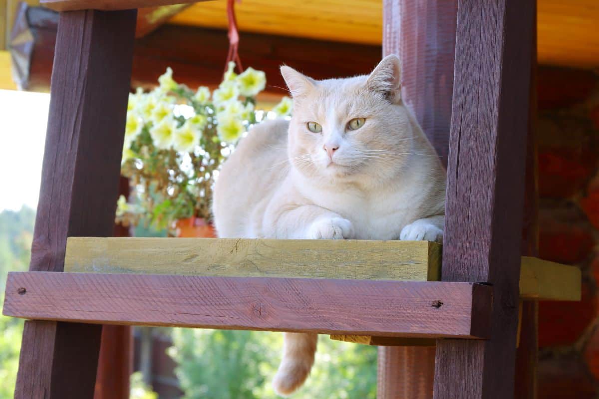 Decoração Sustentável: Como Reciclar Objetos para o Uso do seu Pet 6 DIY: Como Fazer uma Escada para Gatos?