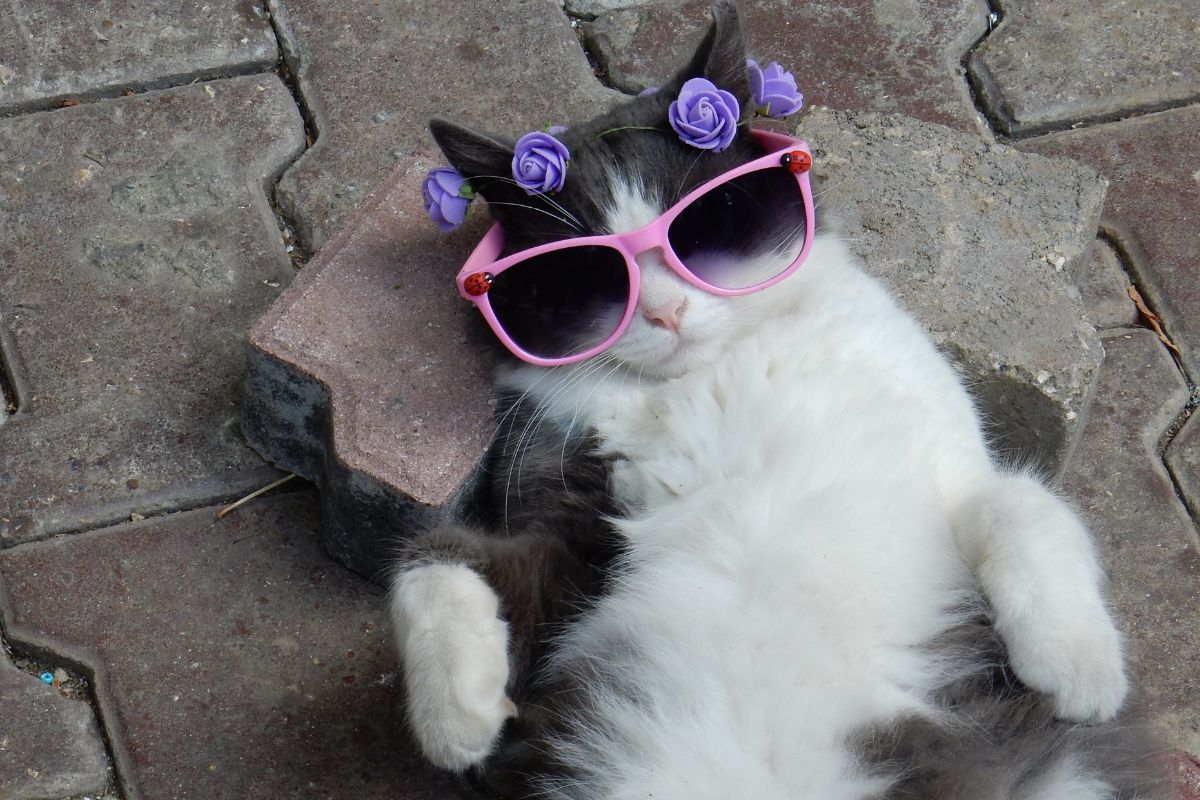 DIY: Como Fazer uma Escada para Gatos? 5 DIY: Como Fazer uma Escada para Gatos?