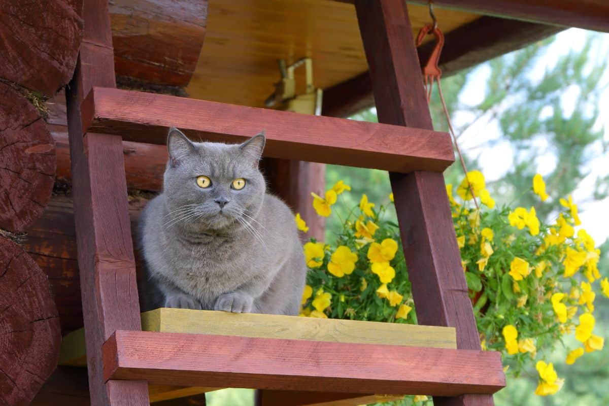 DIY: Como Fazer uma Escada para Gatos? 8 DIY: Como Fazer uma Escada para Gatos?