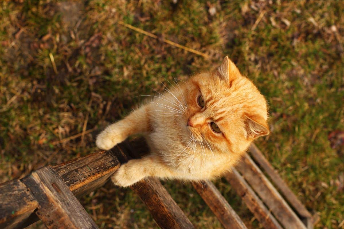 DIY: Como Fazer uma Escada para Gatos? 7 DIY: Como Fazer uma Escada para Gatos?