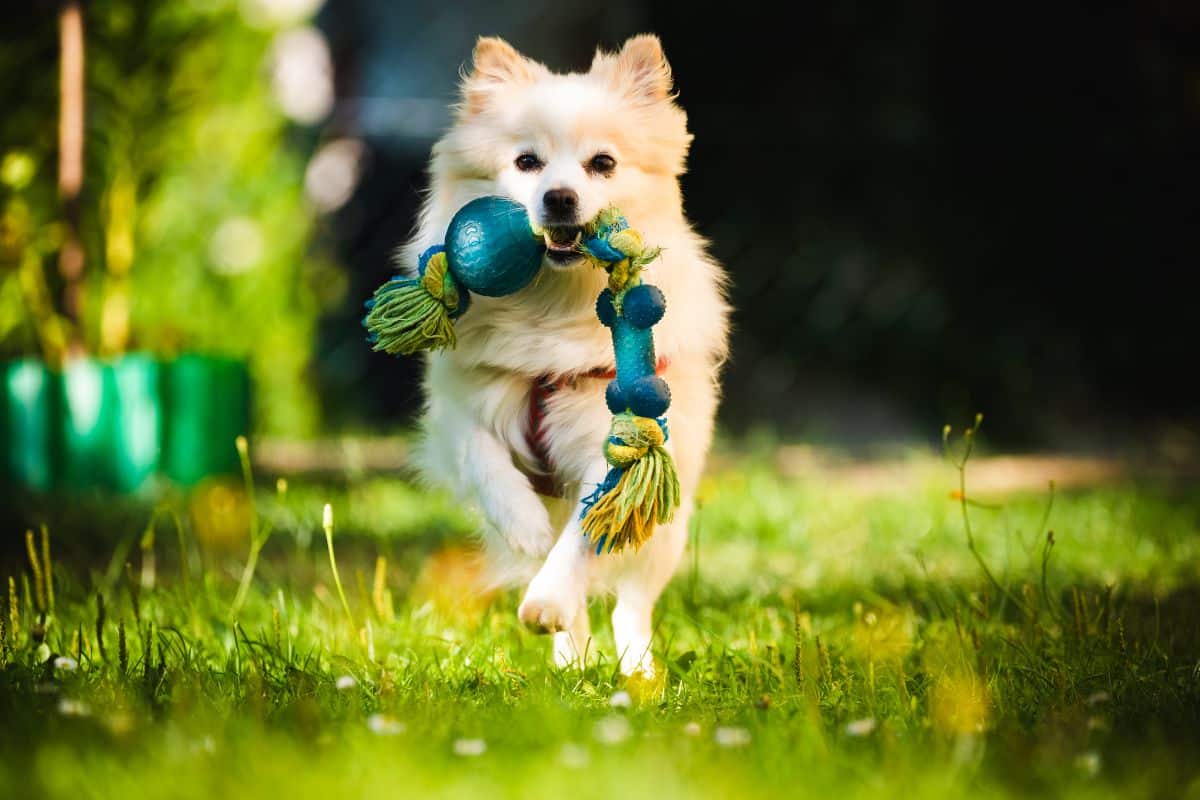 DIY: Como Criar um Espaço de Diversão para Cães no Quintal 20 DIY: Como Criar um Espaço de Diversão para Cães no Quintal