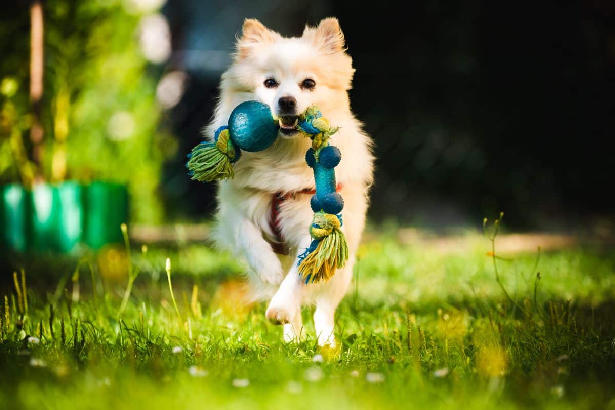 DIY: Como Criar um Espaço de Diversão para Cães no Quintal