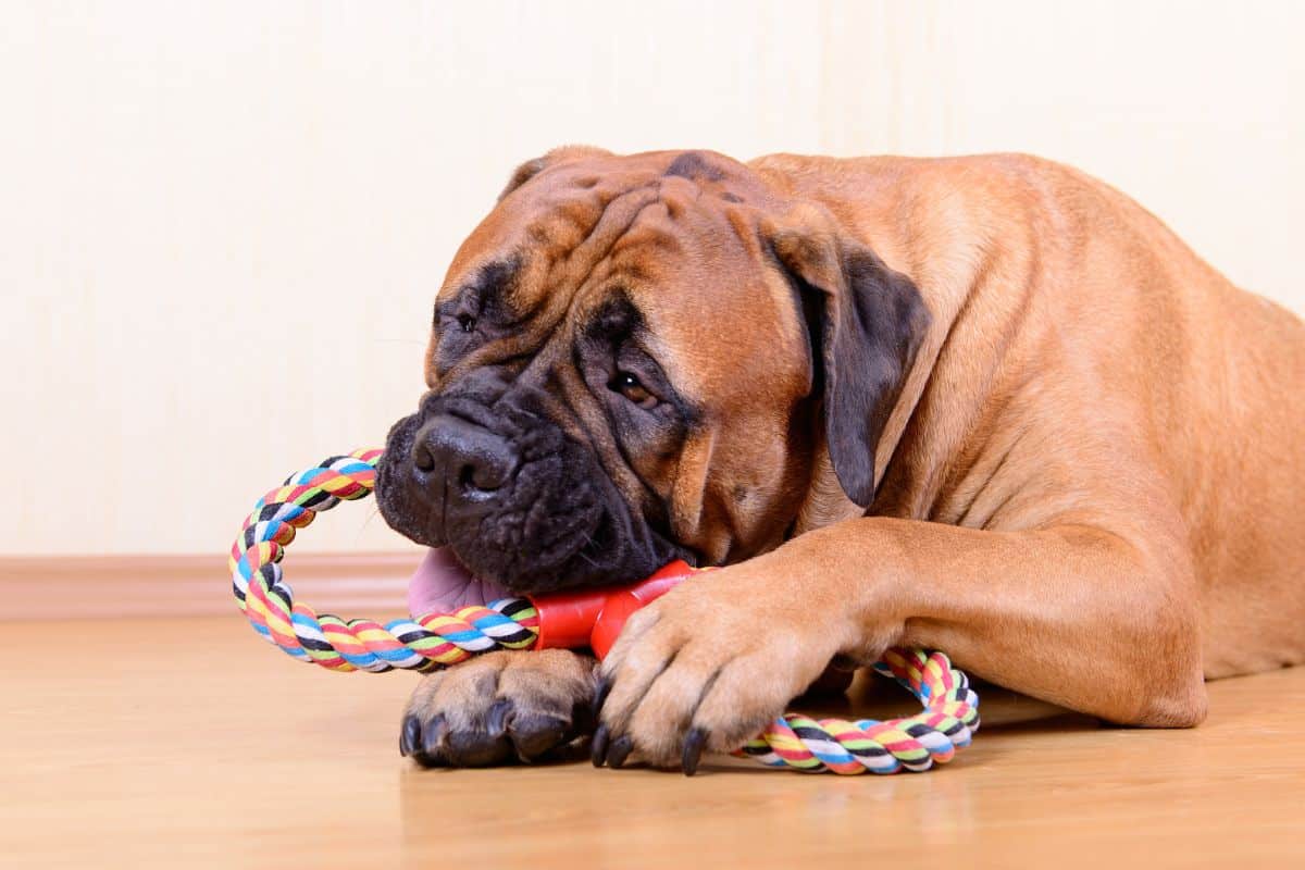 Aprenda a Fazer um Brinquedo de Corda para seu Cão com DIY
