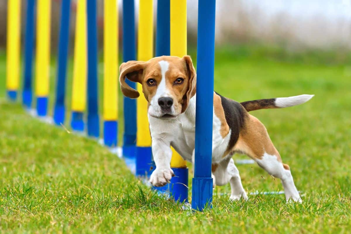 DIY: Como Criar um Espaço de Diversão para Cães no Quintal