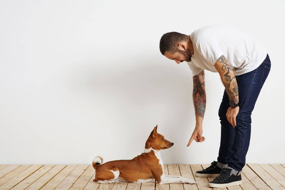 DIY: Como Criar um Espaço de Diversão para Cães no Quintal 28 DIY: Como Criar um Espaço de Diversão para Cães no Quintal