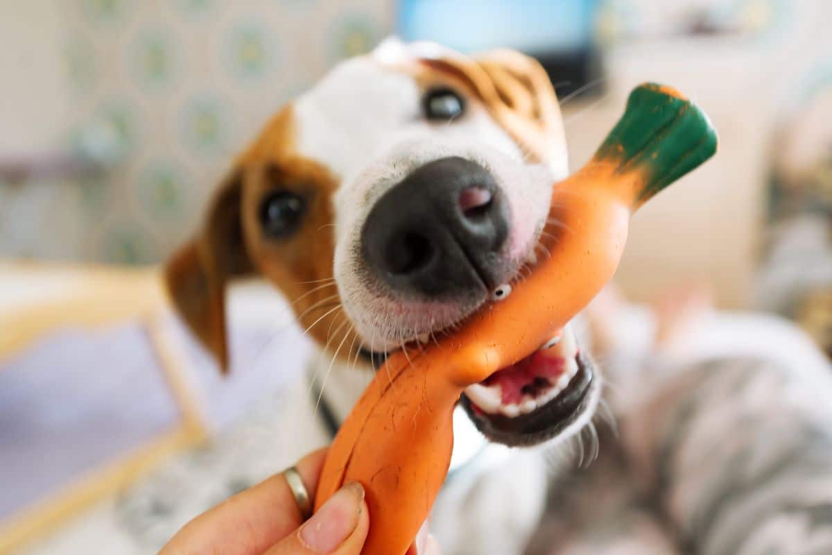 DIY: Como Criar um Espaço de Diversão para Cães no Quintal 27 DIY: Como Criar um Espaço de Diversão para Cães no Quintal