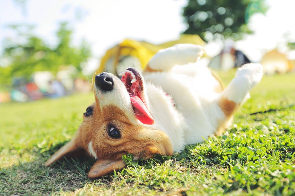 DIY: Como Criar um Espaço de Diversão para Cães no Quintal