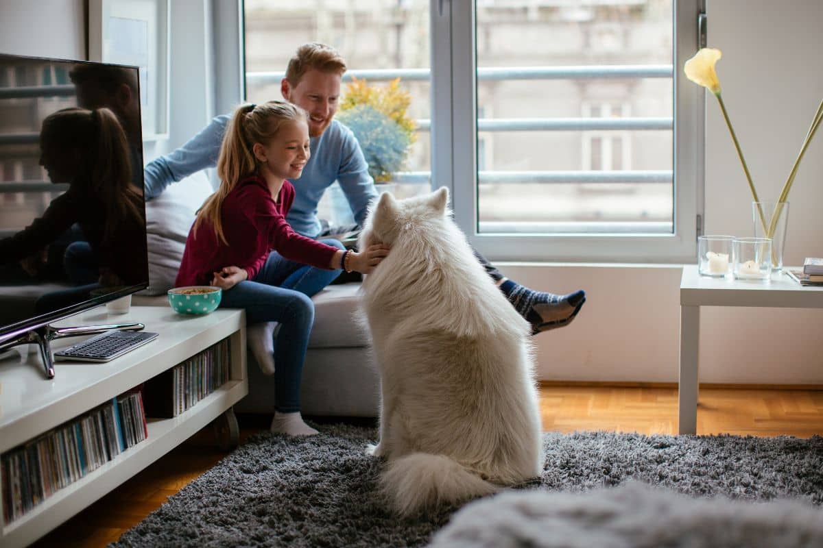 DIY: Como Criar um Espaço de Diversão para Cães no Quintal