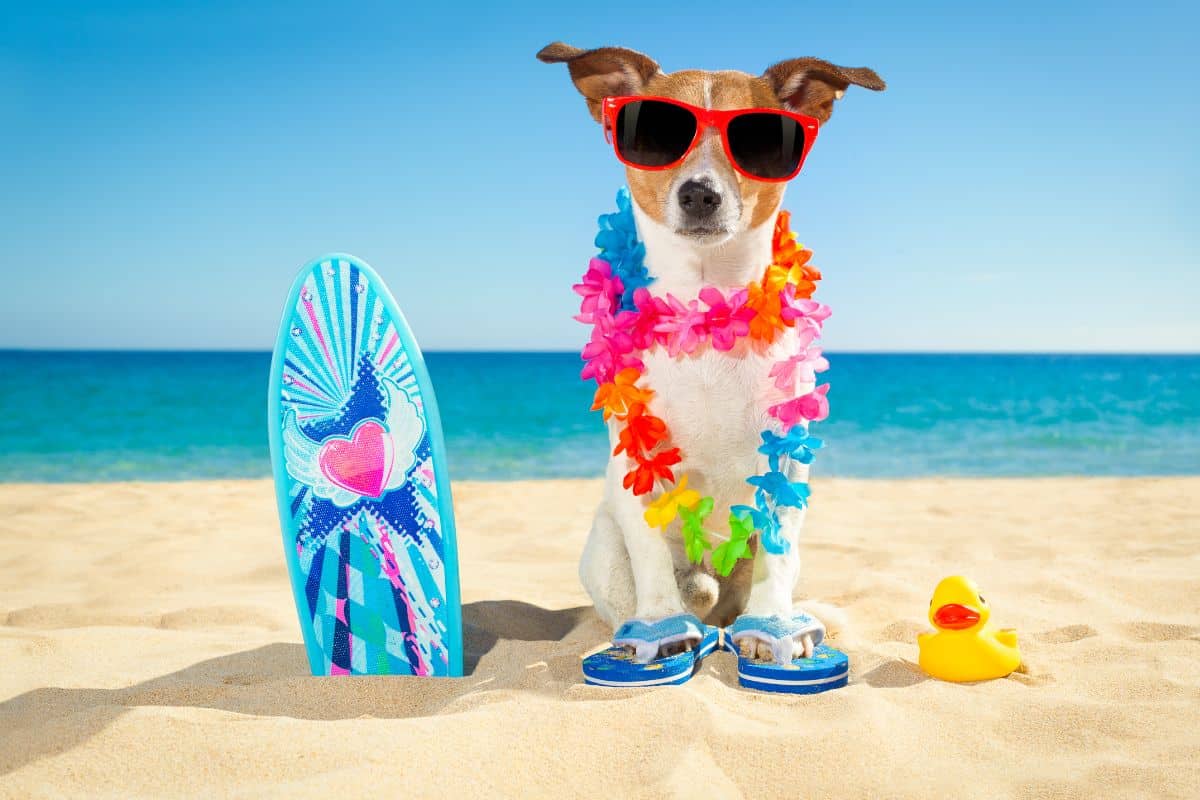 DIY: Como Criar um Espaço de Diversão para Cães no Quintal 26 DIY: Como Criar um Espaço de Diversão para Cães no Quintal