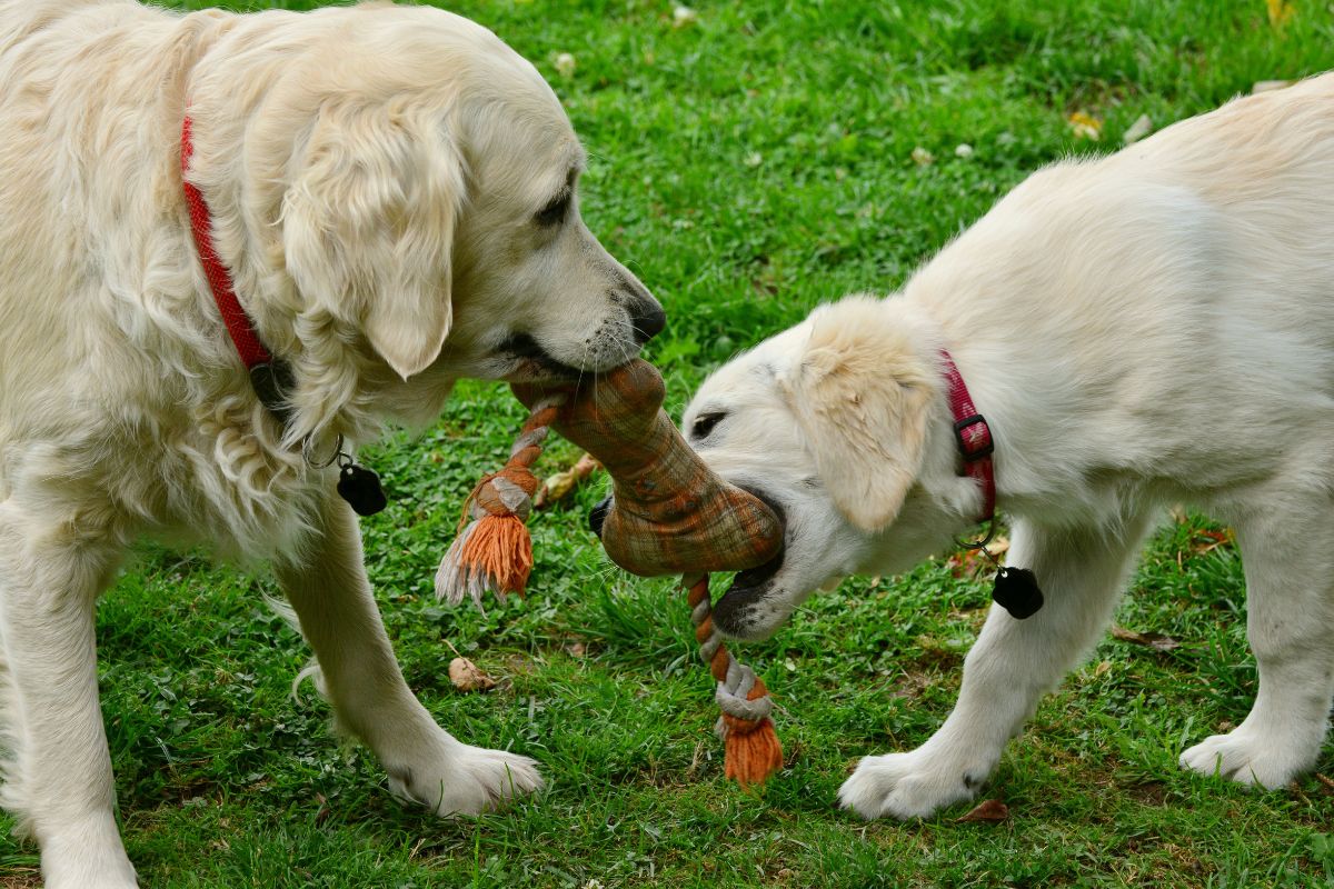 DIY: Como Criar um Espaço de Diversão para Cães no Quintal 2 DIY: Como Criar um Espaço de Diversão para Cães no Quintal