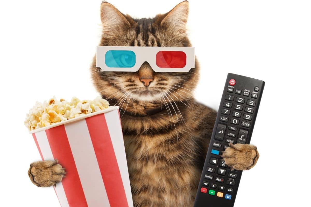Fire Stick TV Amazon: Qual o Melhor Custo Benefício? Fire Stick TV Amazon: Qual o Melhor Custo Benefício?