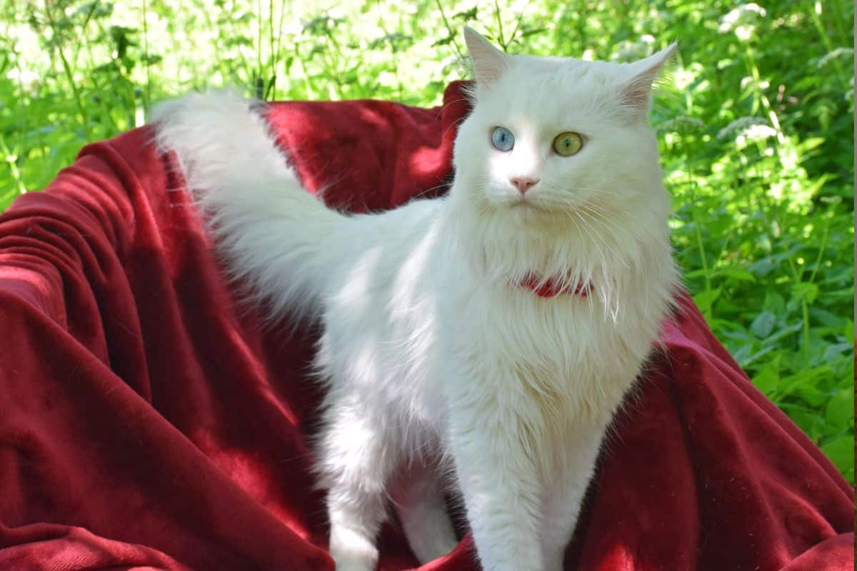 Crie um Jardim Seguro para Gato com DIY 10 Jardim Seguro para Gato